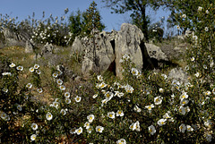 Cistus ladanifer, Estevas