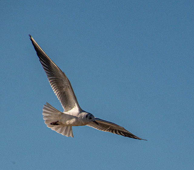 Gull in flight