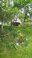 Summer wild flowers