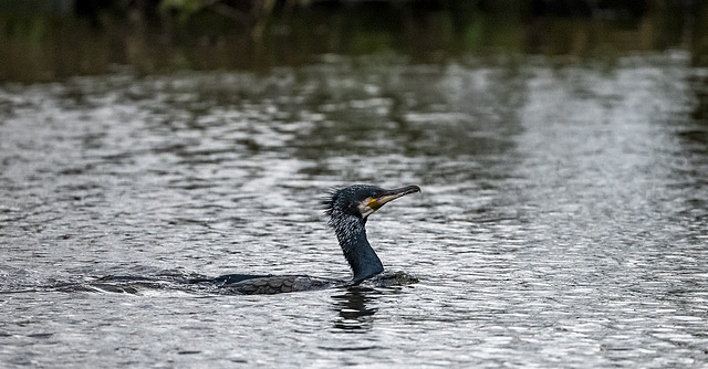 Cormorant