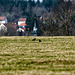 20240319_benneckenstein_spaziergang (d200)