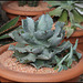 Agave ismenthis (2)