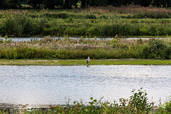 20150910 8699VRTw [D~PB] Graureiher, Steinhorster Becken, Delbrück