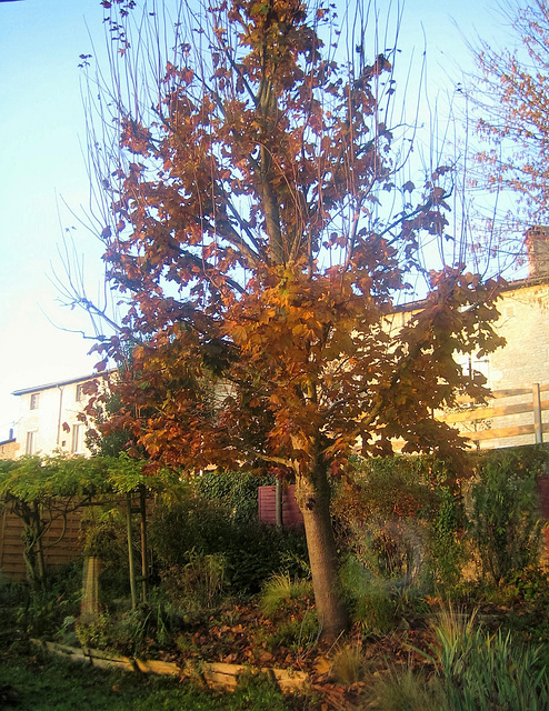 Automne dans le Beaujolais