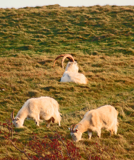 Wild Goats Llandudno Dec 2016