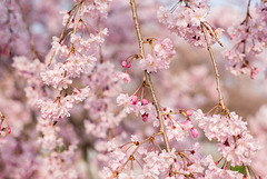 Weeping Cherry blossoms