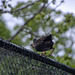 A mesh climbing moorhen