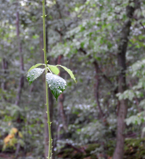 Raindrops