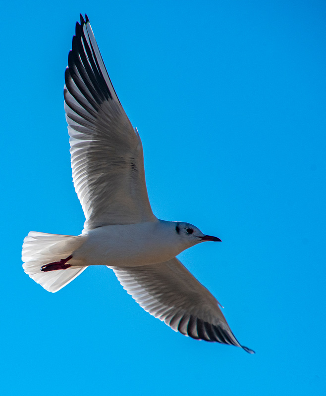 gull in flight