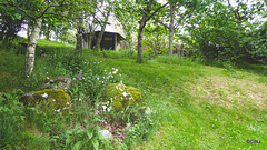 Summer wild flowers