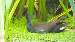 The Pond Moorhens