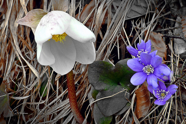 Schneerose und Leberblümchen