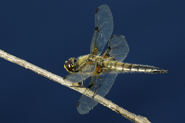 Libellula quadrimaculata