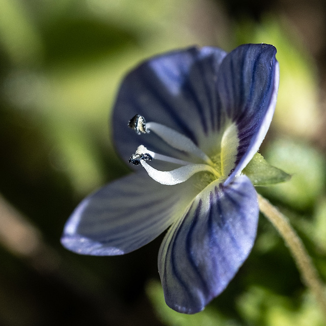 petites fleurs de mon jardin