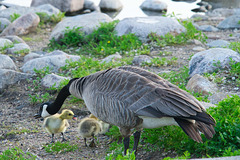 watching over the goslings