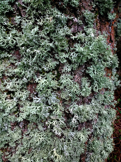 Lichen on Tree Trunk