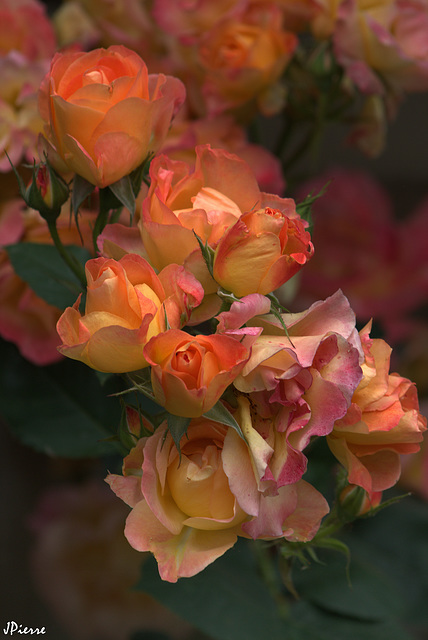 Roses juste avant les grosses chaleurs