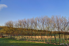 Willow leaves appearing - Spring