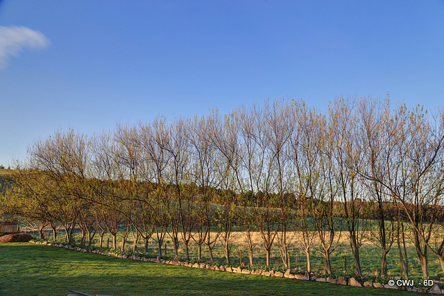 Willow leaves appearing - Spring