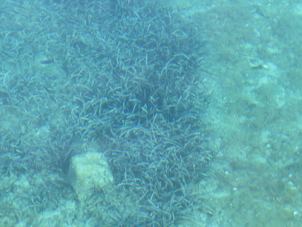 Mljet : port de Pomena, 5.