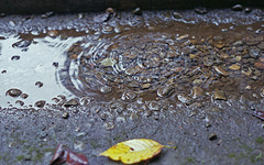 Puddle and leaves