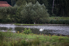 20150910 8701VRTw [D~PB] Graureiher, Höckerschwan (Cygnus olar), Steinhorster Becken, Delbrück