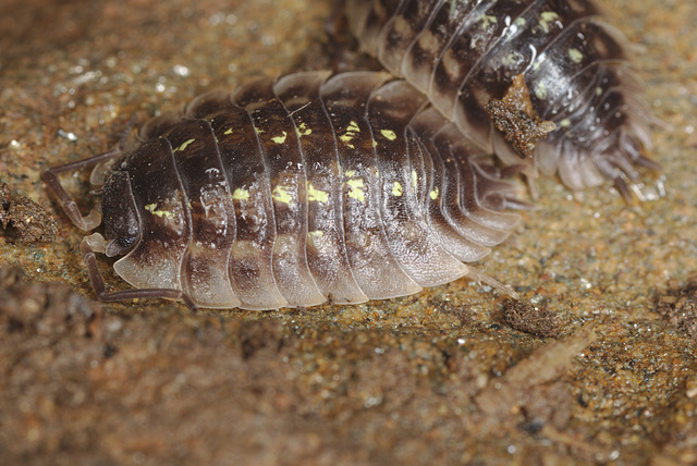 EF7A7544woodlouse