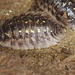 EF7A7544woodlouse