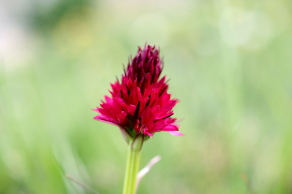 rote Brunelle