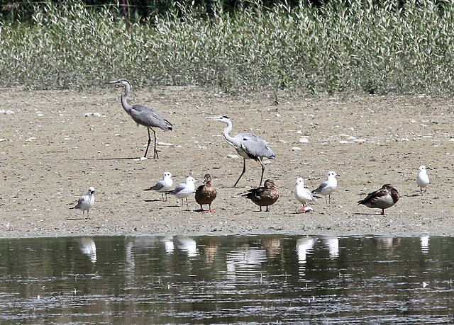 Vogelwelt am Weiher