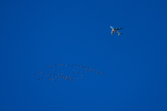 Pink Footed Geese and the A380