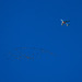 Pink Footed Geese and the A380