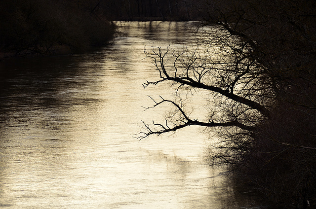 Donaugold