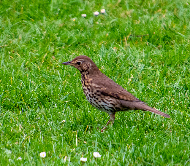 Thrush