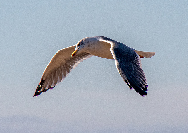 Gull in flight