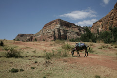 Erar to Shimbrety trek- our mule with our rucksacks on its back