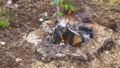 How to rid yourself of tree stumps!