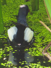 The Pond Moorhens