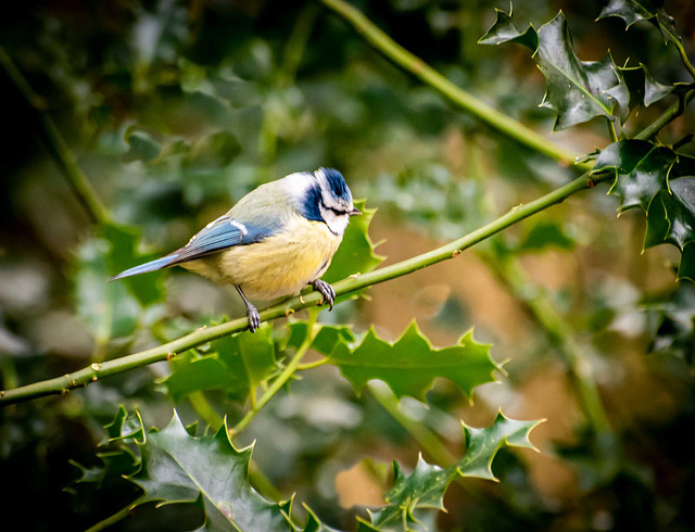 Blue tit