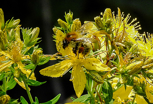 20200623 8848CPw [D~LIP] Veränderliche Hummel, Johanniskraut (Hypericum perforatum), Bad Salzuflen