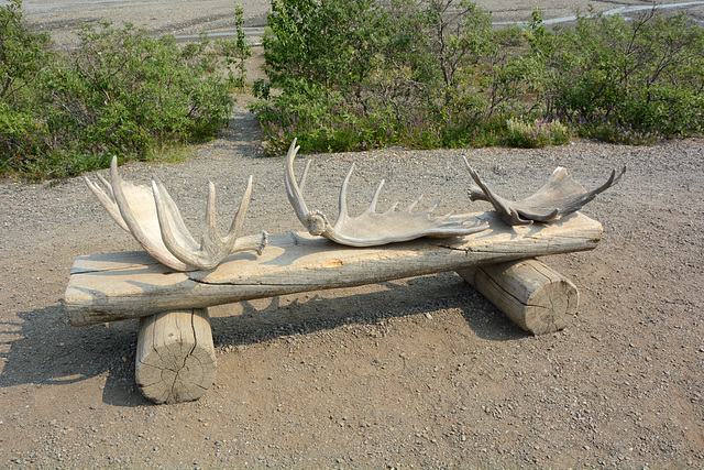 Alaska, Denali National Park, Moose Horns