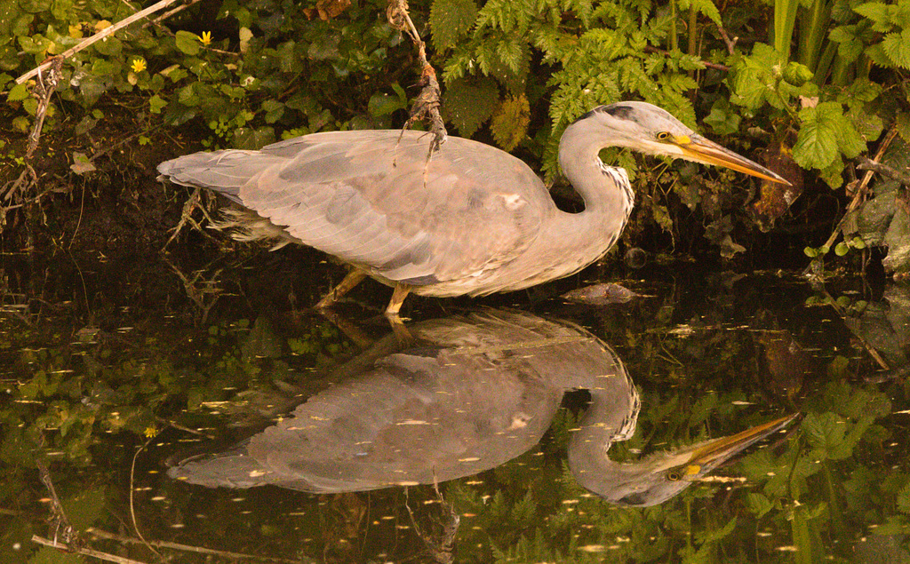 EF7A8944 Heron