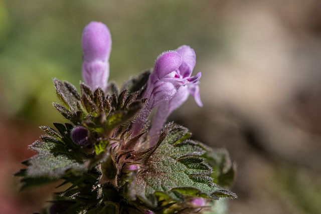 petites fleurs de mon jardin