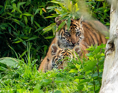 Tiger cubs sadly far off and not in the open