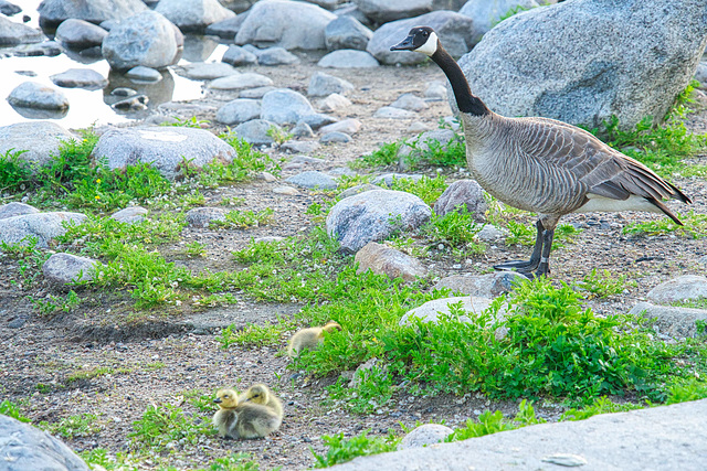 watching over the goslings 2