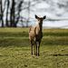 20240319_benneckenstein_spaziergang (d200)