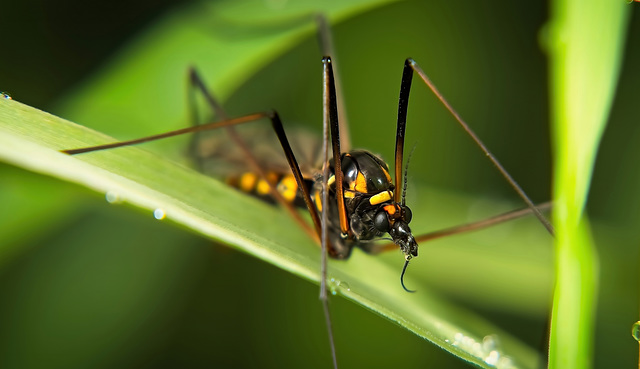 Die Gelbbindige Schnake (    Nephrotoma crocata) hat sich vor meine Linse gewagt :))  The Yellow-banded Crane Fly (Nephrotoma crocata) has dared to come in front of my lens :))  La Grue à bandes jaune