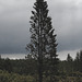 20250524-20250525_Benneckenstein+Wanderung Tanne bis Elbingerode