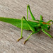 Grasshopper