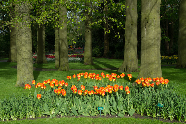 Niederlande - Keukenhof DSC09552